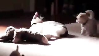 Dogs that want cats to play with them
