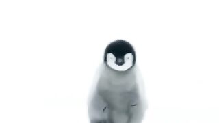I can hear the footsteps of penguin chicks.