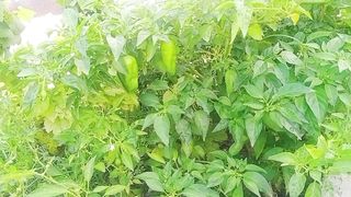 اپ بھی برا سال تازہ سبز مرچ کھا سکتے ہیں