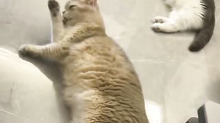 FUNNY CATS ans DOGS