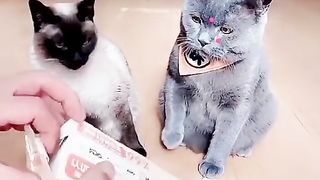 Cat need more ropiz