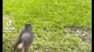 Funny dogs 17