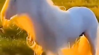 BUTTYFULL hares
