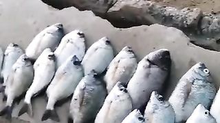 Fishing video at Dodary