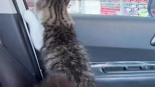 funniest cat video -  cat's funny moments when left shopping at the market