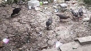 Animal lovers 643