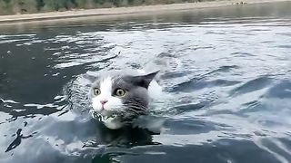 funniest cat video - cats love to swim