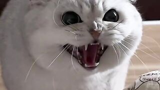 funniest cat video - funny cat behavior when waking up