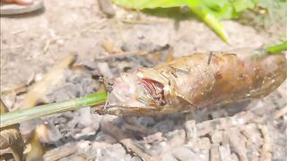 Best fishing Amezing