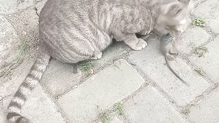 the cat eats the dead mouse