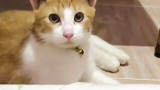 funny cat moments - cute cat when hear this sound