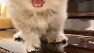 Unexpectedly, cats have such a cute side. Do you have such a cat in your home?