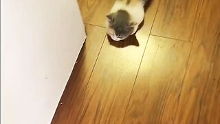 Here comes the healing cat, which is too cute!