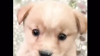 Cute dog Barking