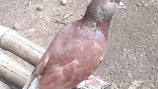 Animal lovers 644
