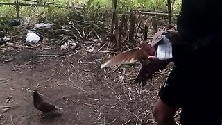 Animal lovers 646