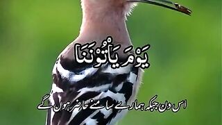 Beautiful birds, subhanallah