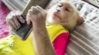 Moncky Video l Fanny Video l Entertainment