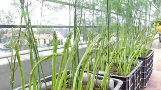 This Is How I Grow Asparagus On The Terrace For More Sprouts, Fast Harvest