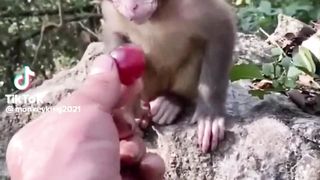 Cute animals 10