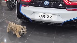Beautiful 2 Month Old Tiger Cub |