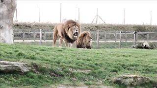 Video Compilation of Lions Roaring In Zoo