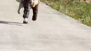 Take a look at [ animal trimming, possibly related ] # the village's Prettiest Dog # Hairboy can cure all kinds of unhappiness