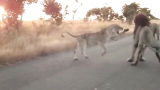 Angry Lioness Attacks Lion