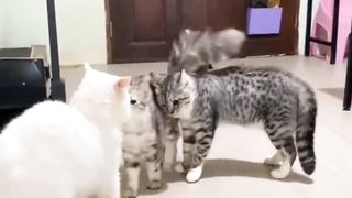 The cats are fighting