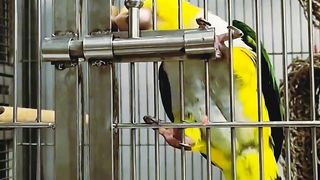 The parrot is very intelligent