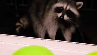 raccoon eating at night - cute raccoon visiting the house