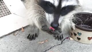 cute raccoons - feed the cute raccoon