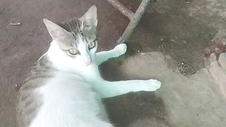 Amazing Cute Cat Video