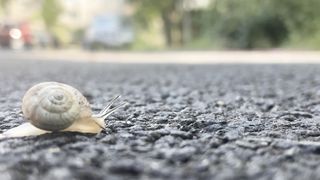 Snail being a snail