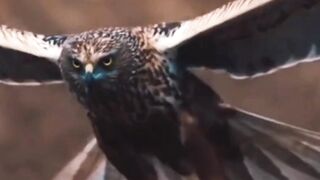 Beautiful Bird is playing
