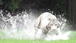 White Tiger Running