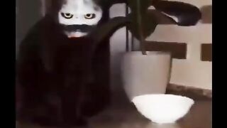 Unbelievable Cat Tricks That Will Leave You in Stitches! 2023 Edition 2