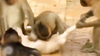 ????????les singes veulent forcément prendre le chat pour leur défenseur