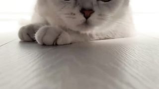 Funny and Cute Cat Moments - Funny Cat Videos