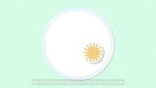 8 Facts About Fat in the Human Body