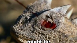 This Lizard Squirts Blood From It's Eyes