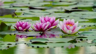 Musique de relaxation