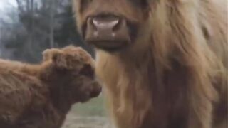 Highland Cattle | The Fluffiest Cow On Earth
