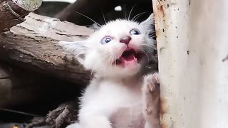 Hilarious Cat Fails: Cat Revolutionizes Comedy in 2023! 6