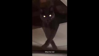 Funniest cats videos #28