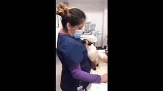 Funniest cats videos #29