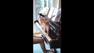 Funniest cats videos #31