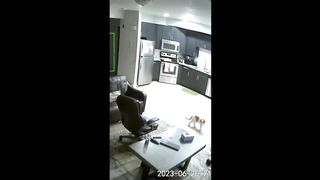 Funniest cats videos #32