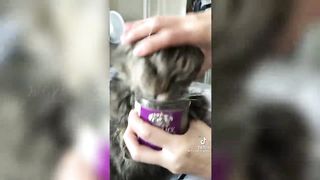 unny CATS Compilation Catnip  ???? TikTok Compilation 2023