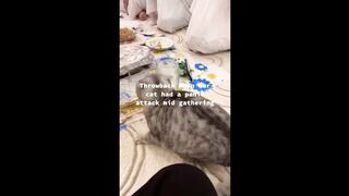 Funniest cats videos #34